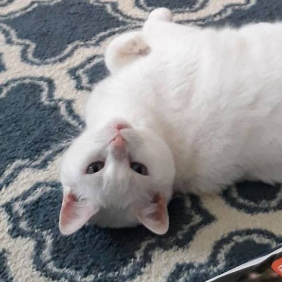 Meet your Posher, Lisa - Picture 1 of 1